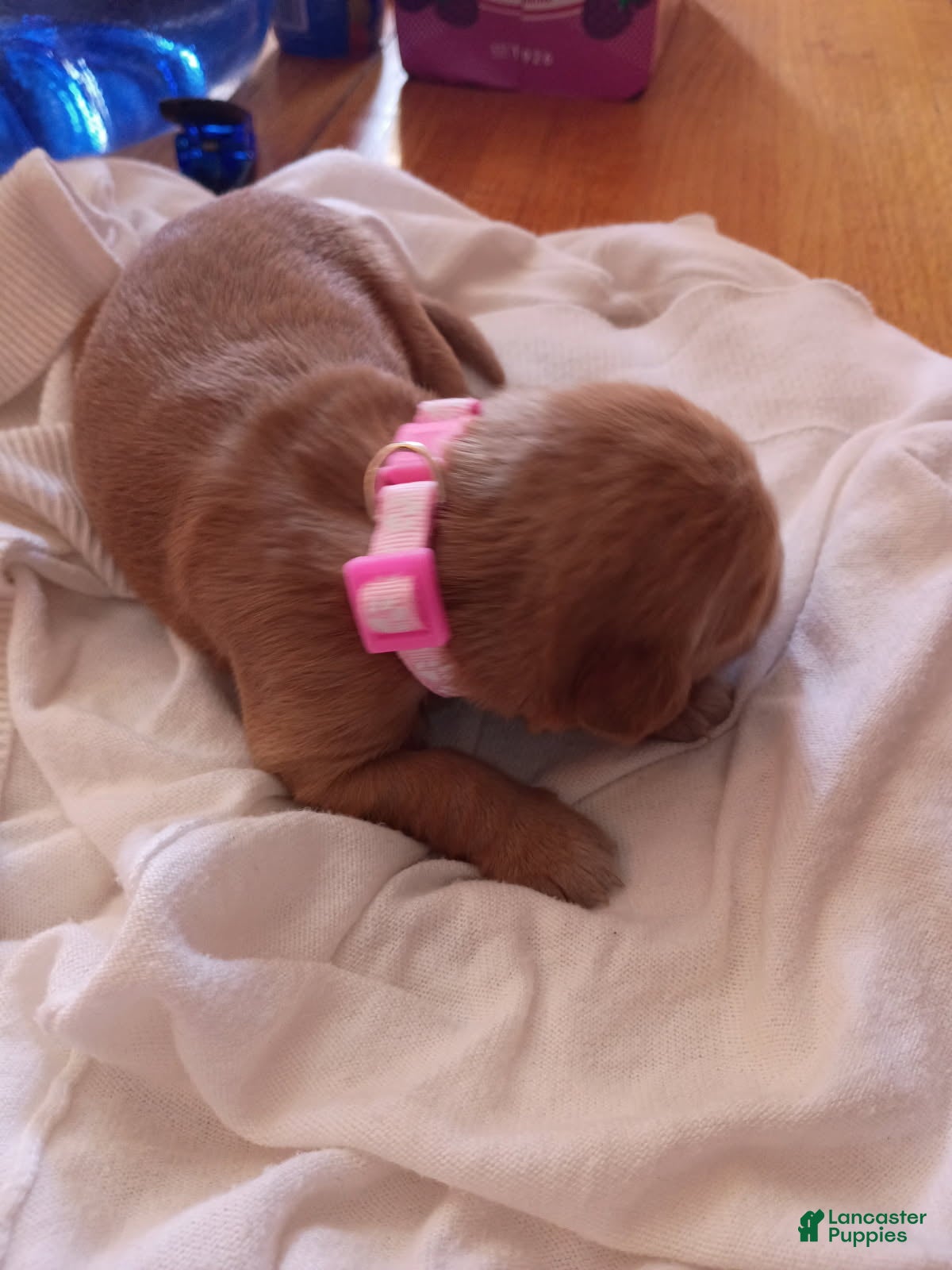 Golden Retriever dogs Golden Retriever Female 5 - Ad 2