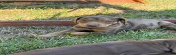 Catahoula Leopard Dog dogs for sale: Carrie - Ad 3