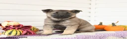 Mixed Breed dogs for sale: Apricot - Ad 3