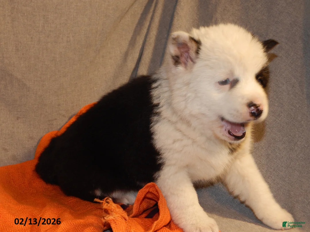 Pomsky dogs for sale: Samantha - Ad 5