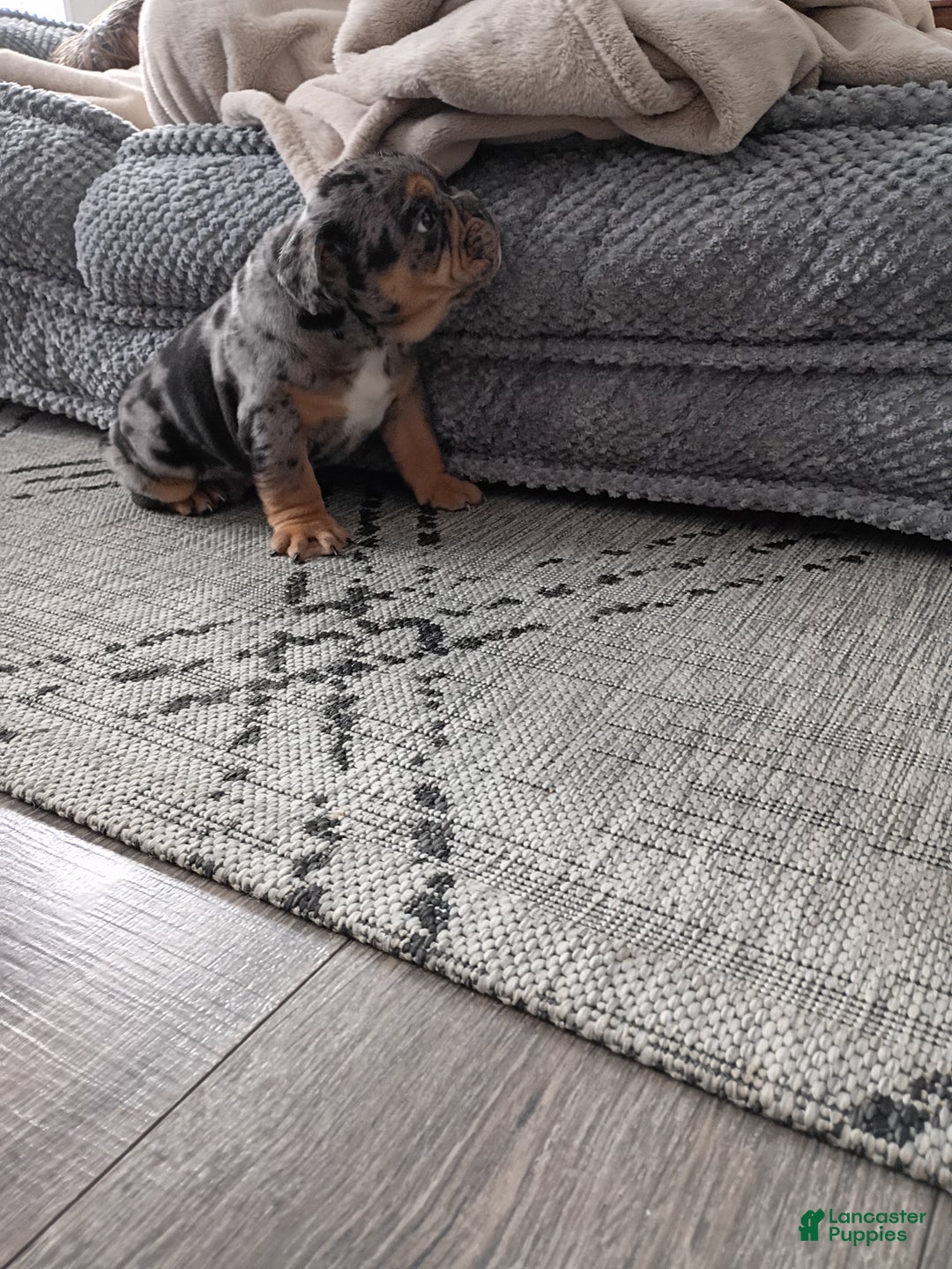 Olde English Bulldogge dogs for sale: Olde English Bulldogge Puppy 1 - Ad 5