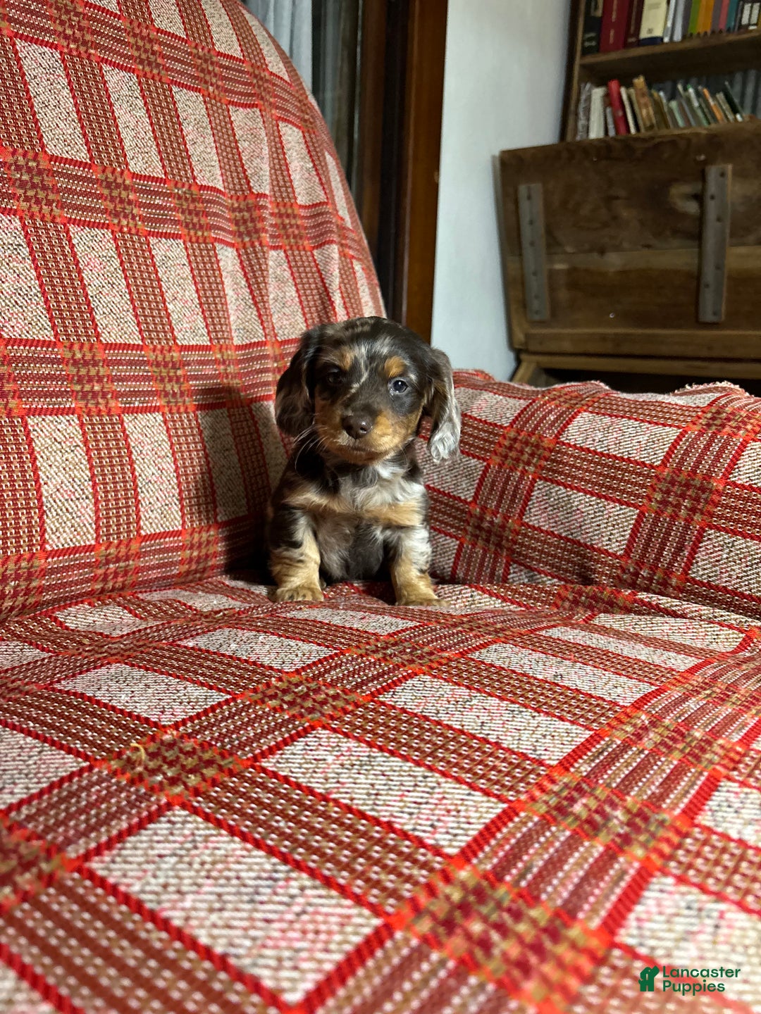 Miniature Dachshund dogs for sale: Miniature Dachshund Puppy 4 - Ad 2