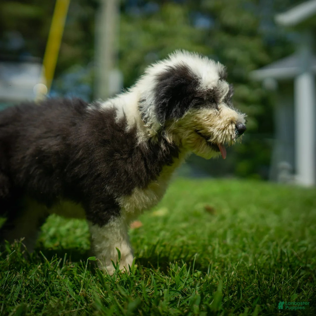 Old English Sheepdog dogs for sale: Flurry - Ad 5