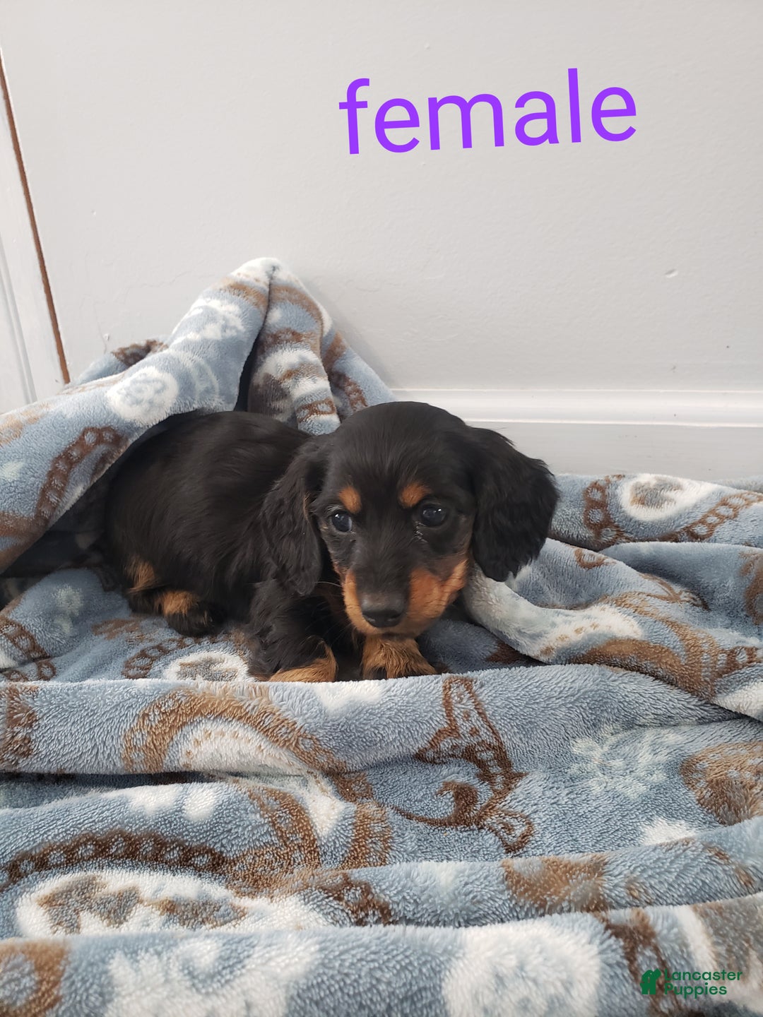 Miniature Dachshund dogs for sale: Theo - Ad 12
