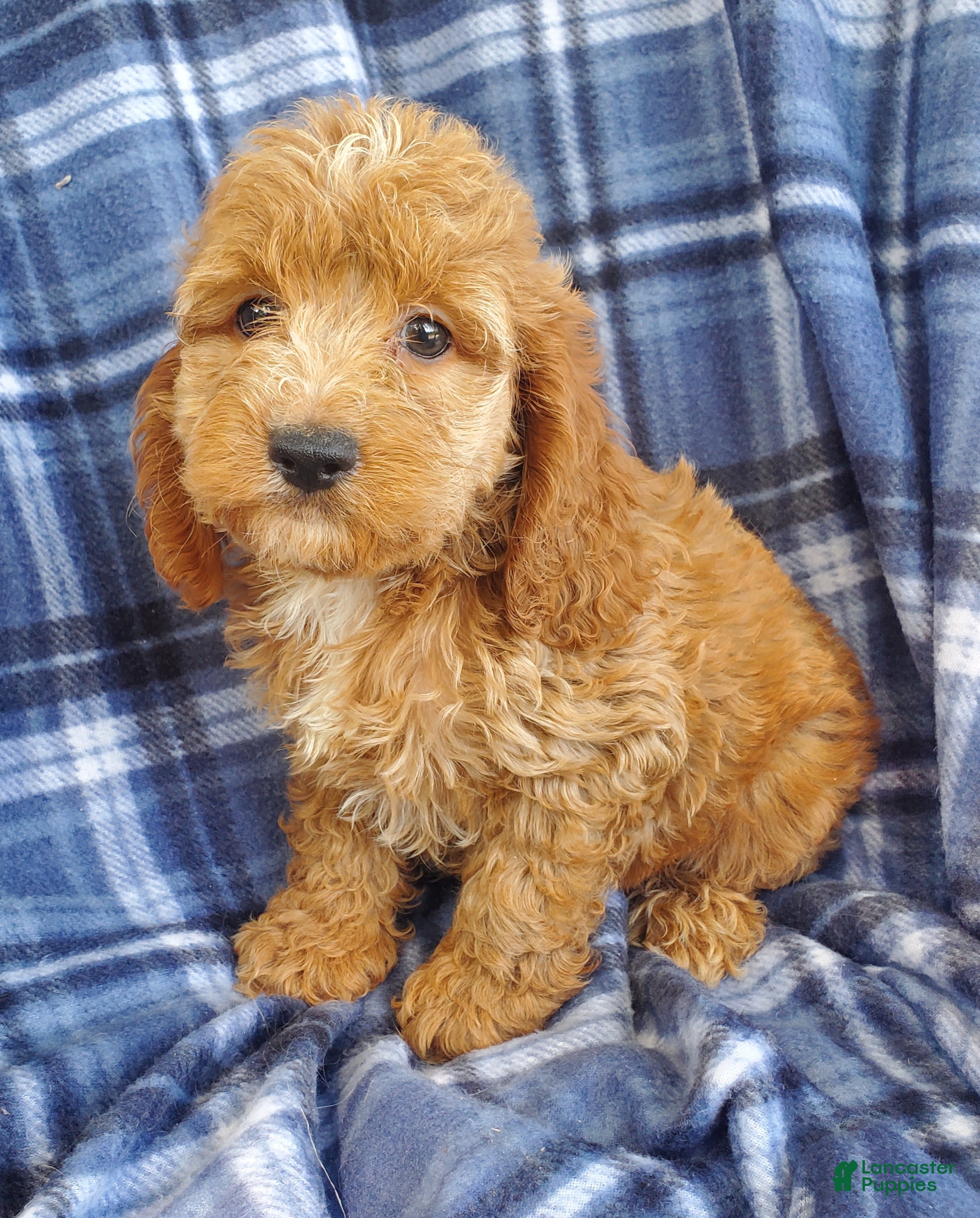 Cockapoo dogs Atlas - Ad 1