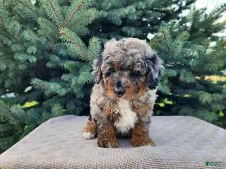 Mini Bernedoodle dogs Lettie - Ad 29