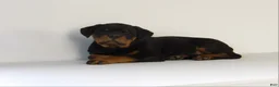 Rottweiler dogs for sale: Rottweiler Puppy 3 - Ad 4