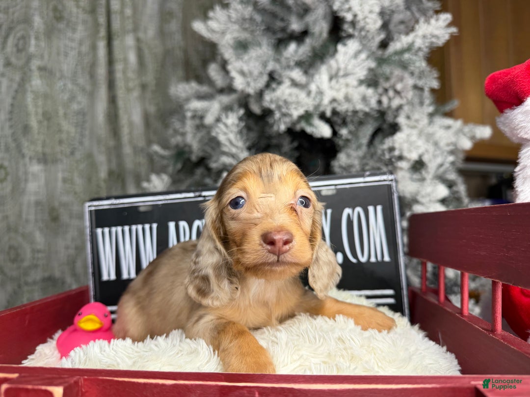 Miniature Dachshund dogs for sale: Bright blue eye - Ad 17