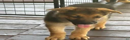 German Shepherd dogs for sale: Diesel - Ad 22