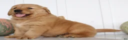 Golden Retriever dogs for sale: Brock Male AKC Golden Retriever - Ad 4