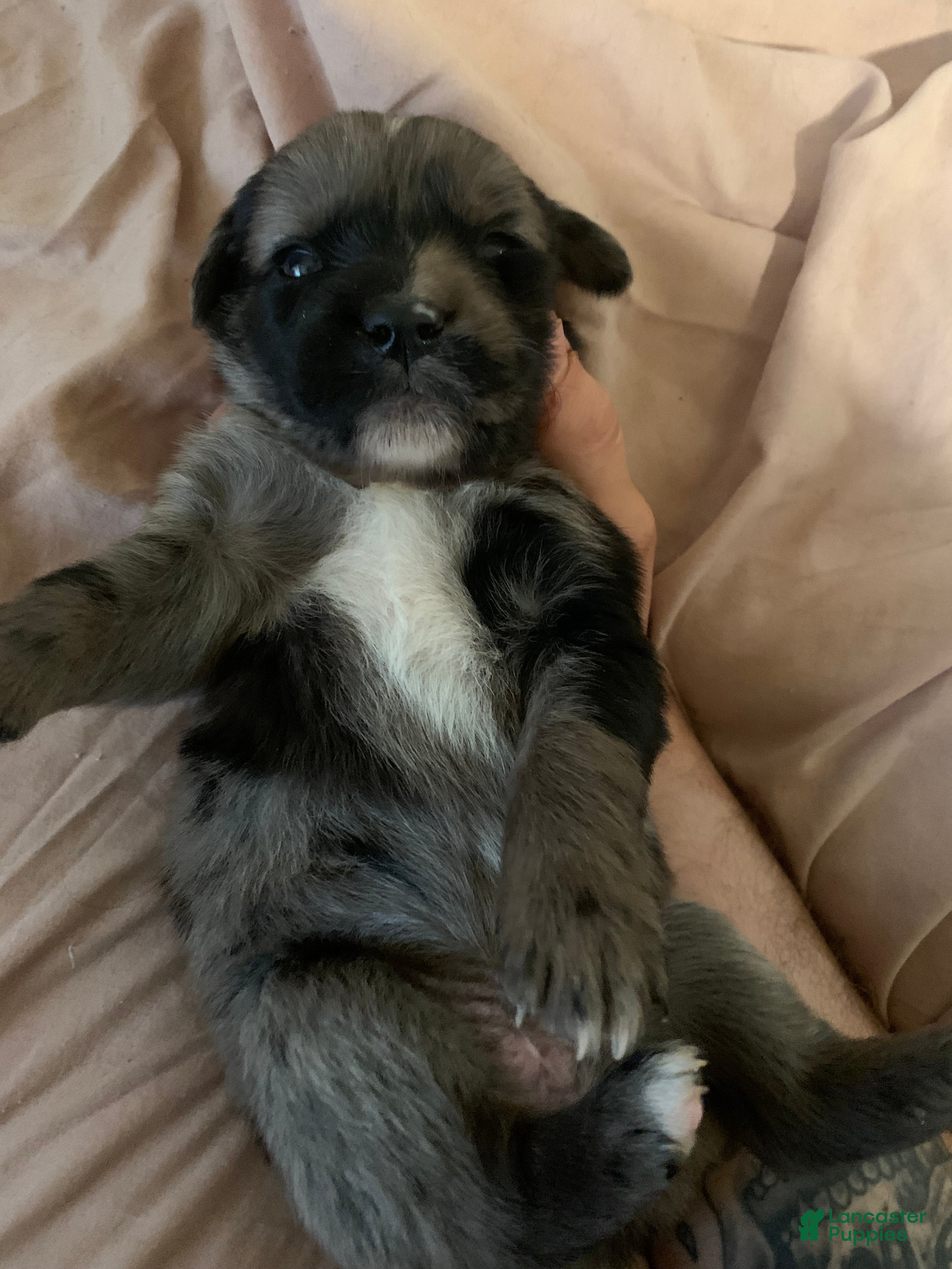Australian Shepherd dogs Australian Shepherd 4 - Ad 8