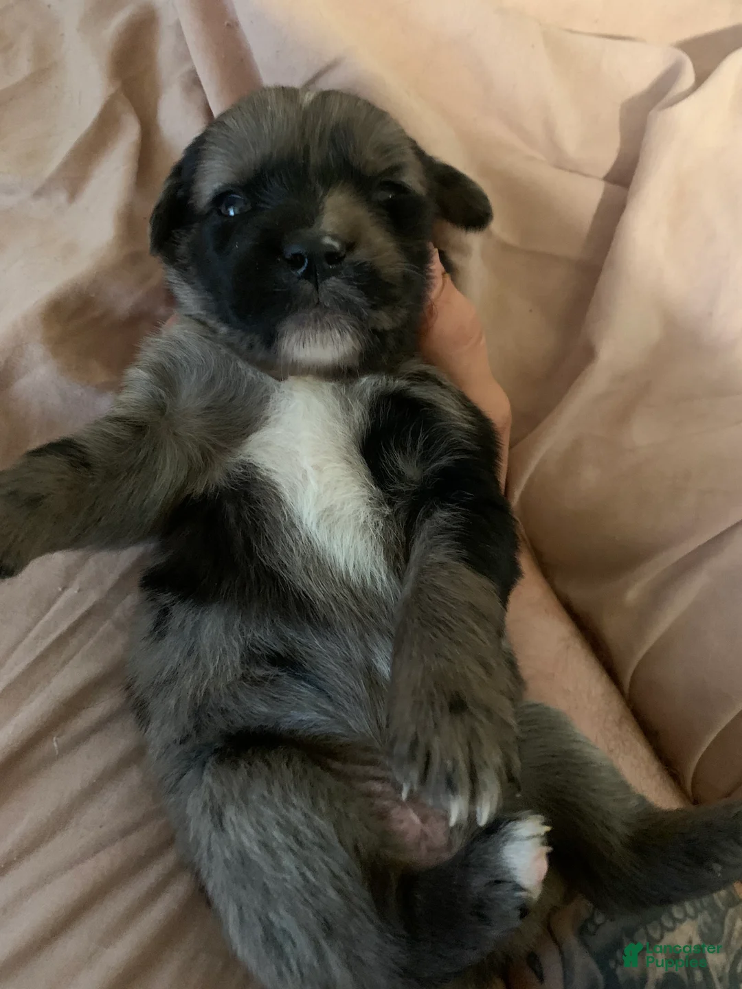 Australian Shepherd dogs for sale: Australian Shepherd 4 - Ad 1