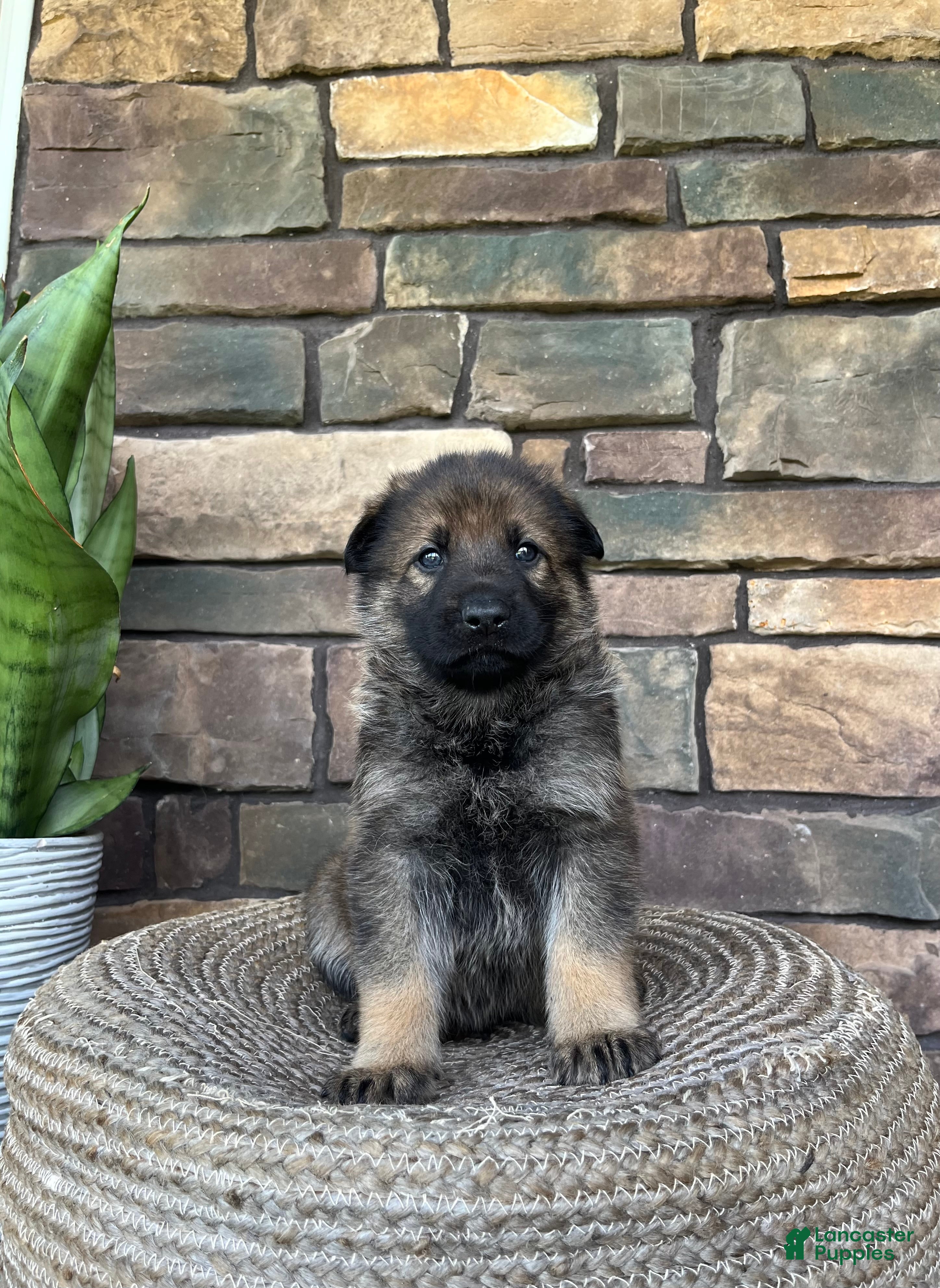 German Shepherd dogs Slate - Ad 2