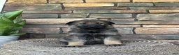 German Shepherd dogs for sale: Slate - Ad 2