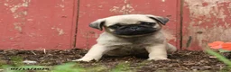 Pug dogs for sale: Kiki - Ad 3