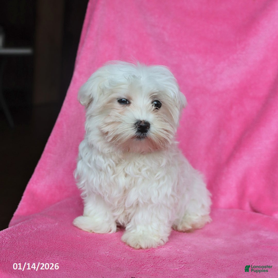 Maltese dogs for sale: Princess - Ad 3
