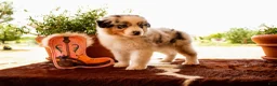 Australian Shepherd dogs for sale: Males - Ad 5