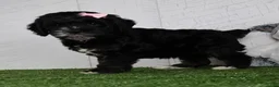 Cockapoo dogs for sale: Darla - Ad 4