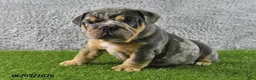 English Bulldog dogs for sale: Maverick - Ad 4