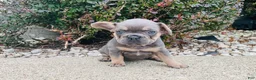 French Bulldog dogs for sale: Sadie - Ad 8