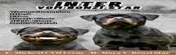 Rottweiler dogs for sale: Inter - Ad 4