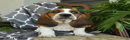 Basset Hound dogs for sale: Fedora - Ad 1
