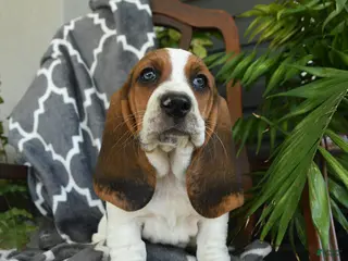 Basset Hound dogs for sale: Fedora - Ad 4