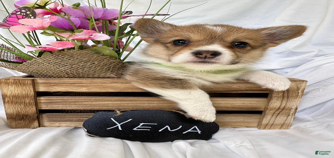 Gallery Image {{count}}