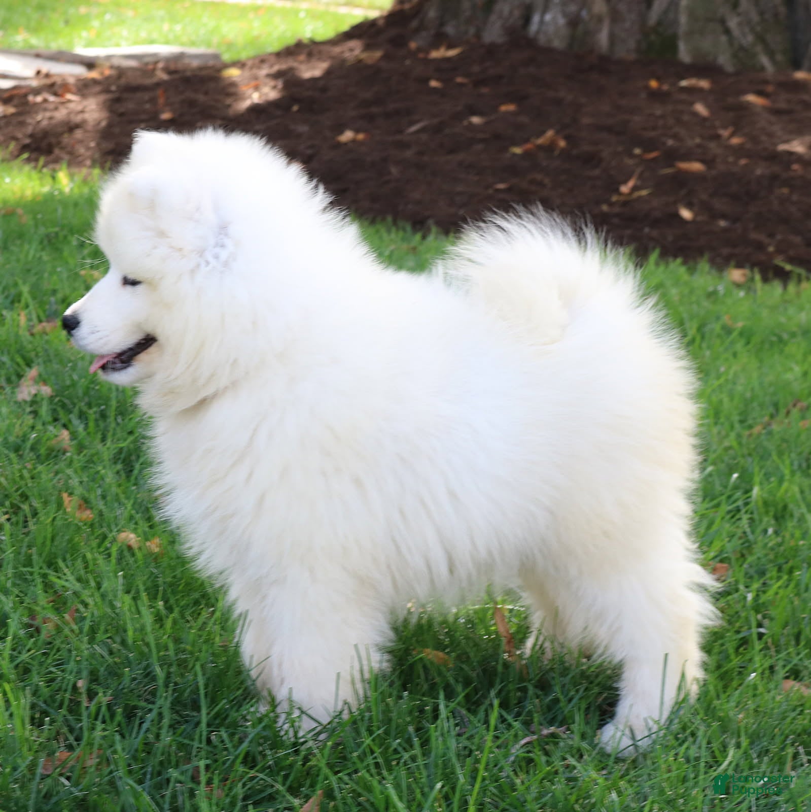 Samoyed dogs Ava - Ad 2