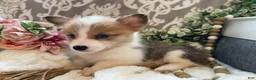 Welsh Corgi Pembroke dogs for sale: Sage - Ad 10