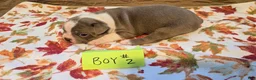Boston Terrier dogs for sale: Boston Terrier 2 - Ad 9