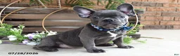 Mixed Breed dogs for sale: Kingston - Ad 7