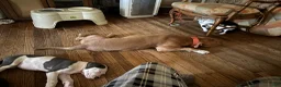 Mixed Breed dogs for sale: Baby 5 - Ad 19