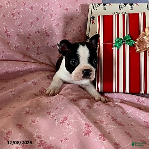 Boston Terrier dogs Fritz - Ad 2