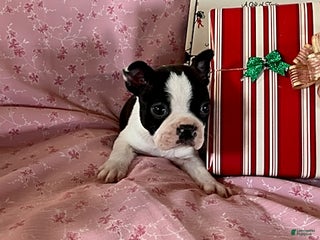 Boston Terrier dogs Fritz - Ad 25