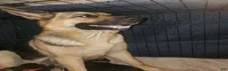 Gerberian Shepsky dogs for sale: Gerberian Shepsky 4 - Ad 2