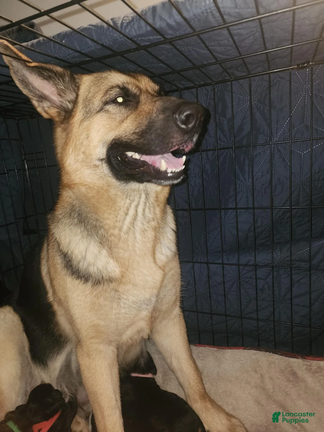 Gerberian Shepsky dogs for sale: Gerberian Shepsky 4 - Ad 2