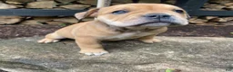 Mixed Breed dogs for sale: Layla - Ad 8