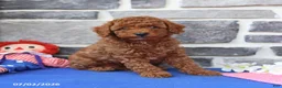Cavapoo dogs for sale: Ronnie - Ad 4