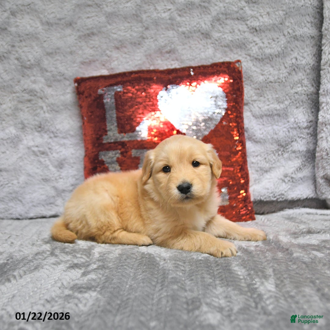 Golden Retriever dogs for sale: Lars - Ad 3