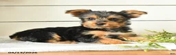 Yorkshire Terrier dogs for sale: Isaac - Ad 3