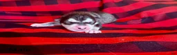 Alaskan Malamute dogs for sale: Alaskan Malamute Puppy 2 - Ad 2