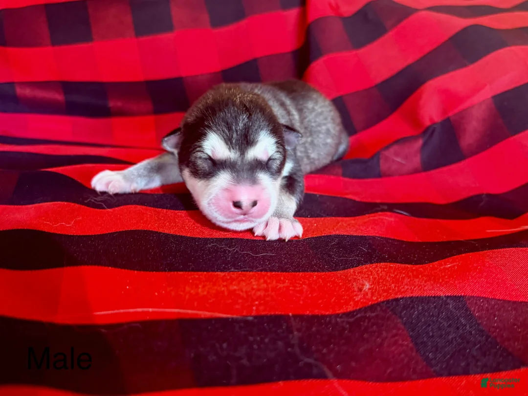 Alaskan Malamute dogs for sale: Alaskan Malamute Puppy 2 - Ad 2