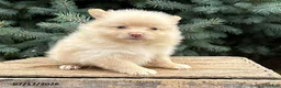 Pomeranian dogs for sale: Piper - Ad 3