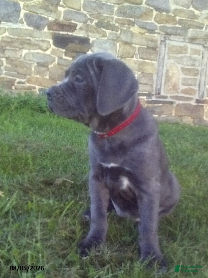 Cane Corso dogs Diamond - Ad 1