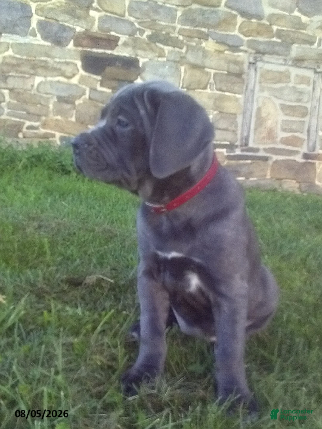 Cane Corso dogs for sale: Diamond - Ad 1