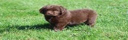 Newfoundland dogs for sale: Meatloaf - Ad 2