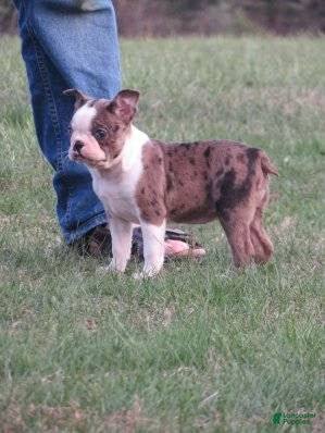 Boston Terrier dogs Twinkles - Ad 2