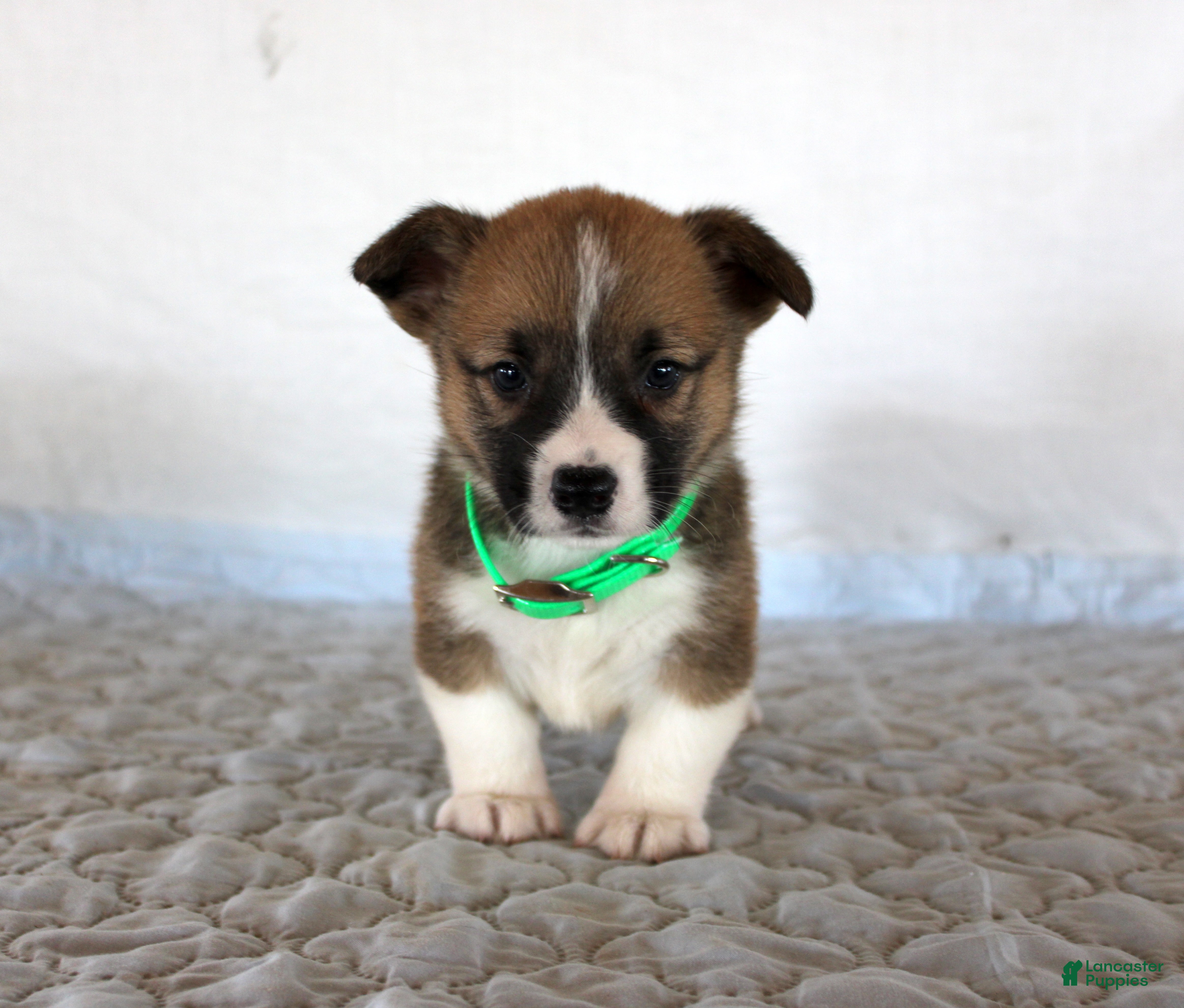 Welsh Corgi Pembroke dogs Hank - Ad 16