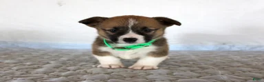 Hank